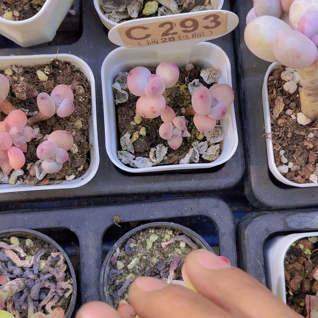 C293萤火虫一物一拍