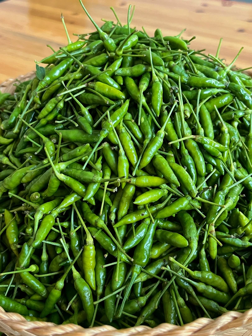 云南特产新鲜小雀辣（现摘现发）（特小特辣）