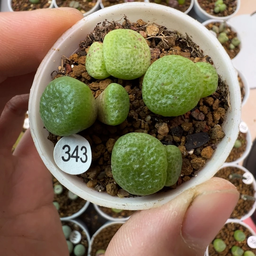 大型青团一颗脱土3430000