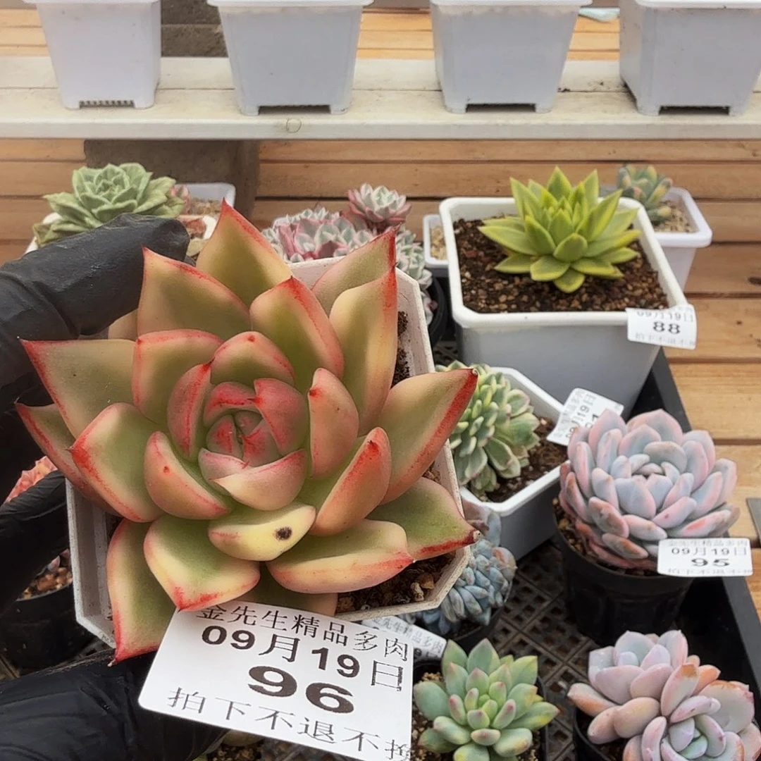 0919-98粉色玛丽亚锦