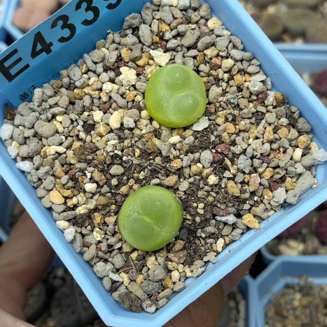 4339拉登两颗尺寸1.5