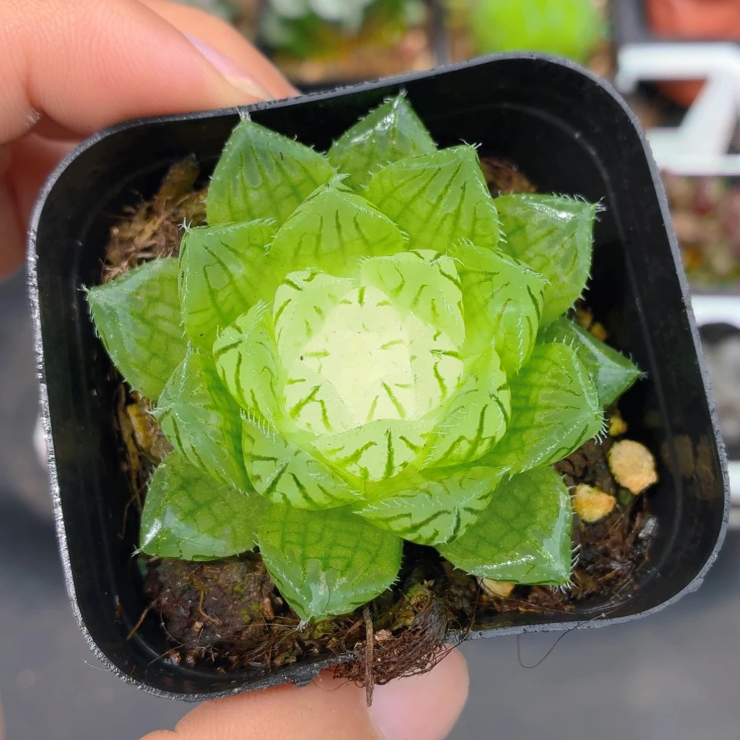 宝莲灯玉露多肉9.90包邮发货