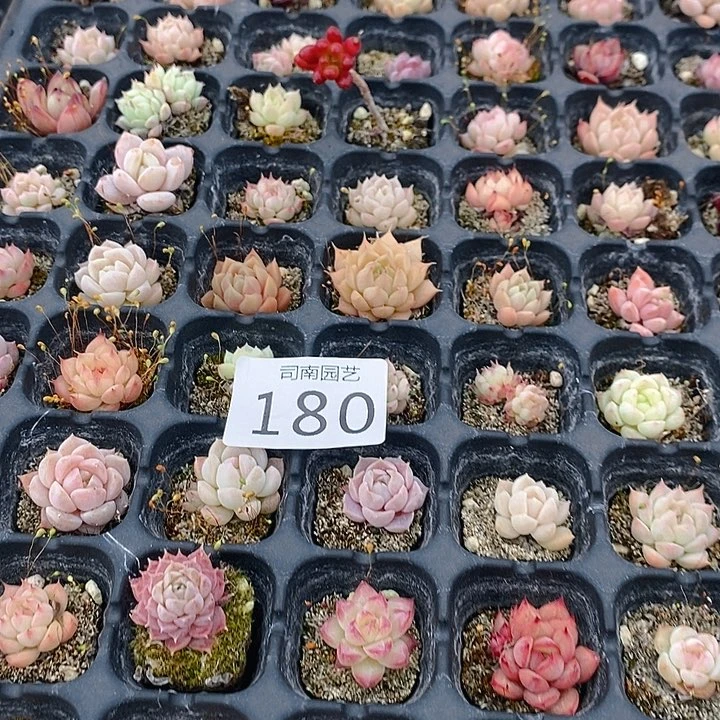 180 多肉植物盆栽花卉植物