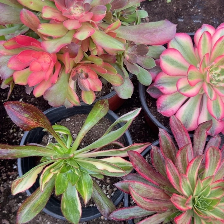 多肉植物314不售后