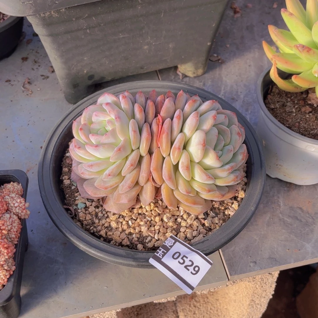 杂多肉植物哦0529