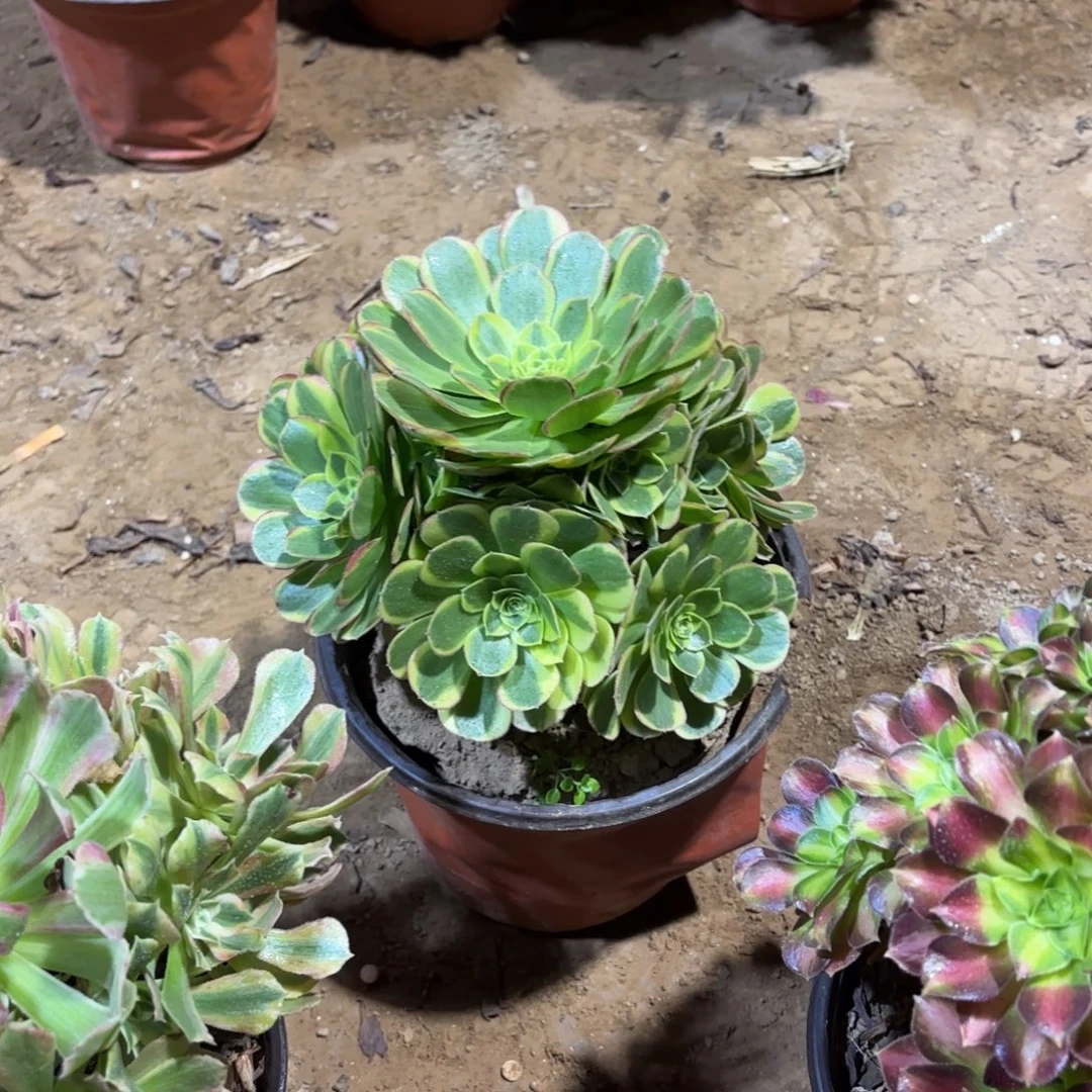 奶白法师9.9多肉植物