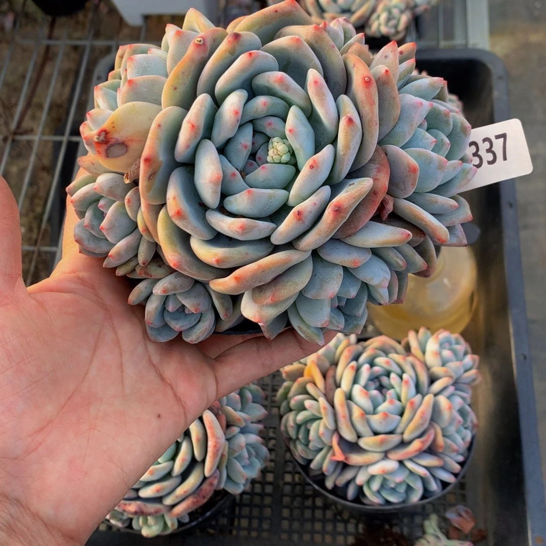 a**城21337多头一个嗯嗯嗯