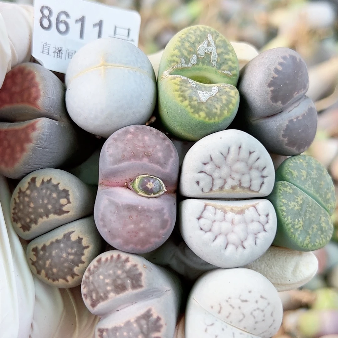 8611 好养易活生石花大母本10个大单头部分长腿特价处理