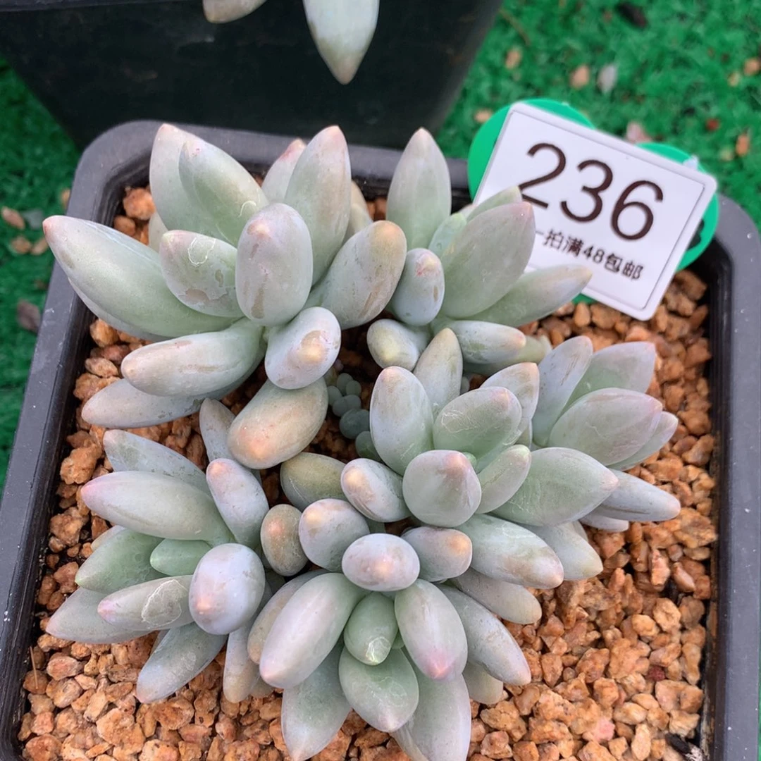 白兰地无砍平头236