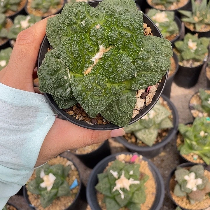 实生哥斯拉福利福利