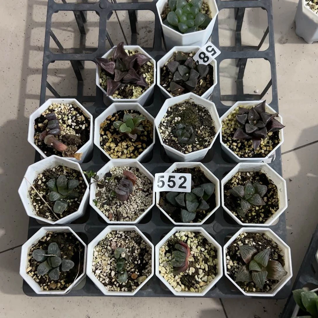 脱土带伤无根十二卷多肉植物