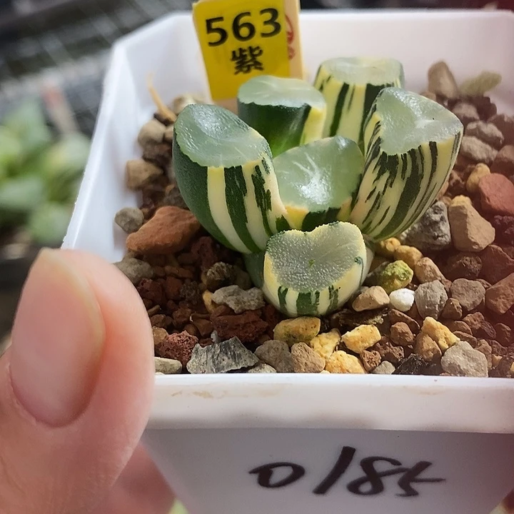 563山之翠万象锦一物一拍