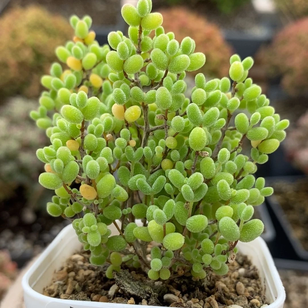 蜜橘糖球6578枝干番杏