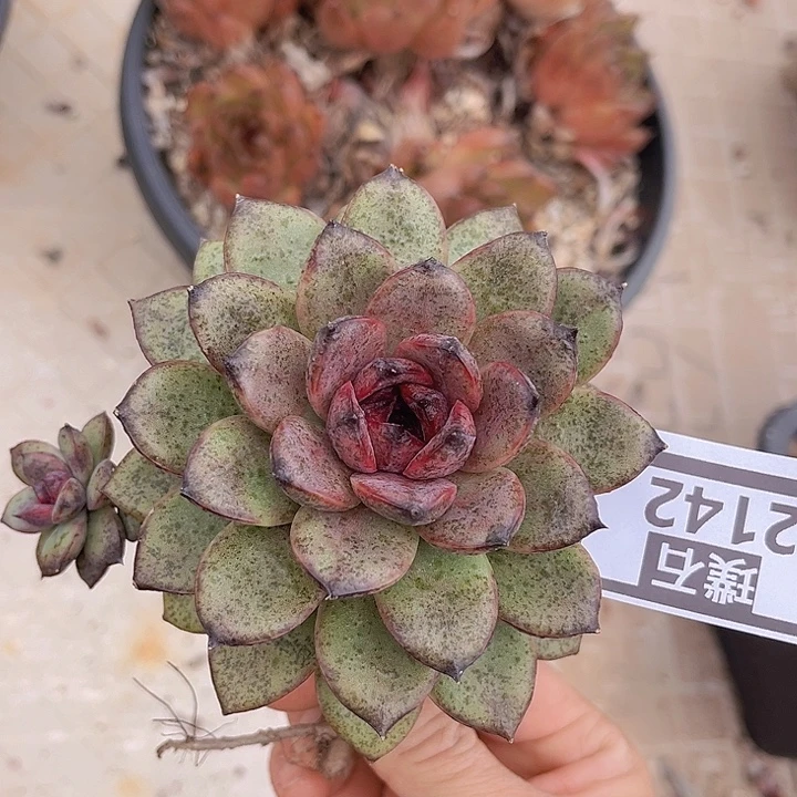 蓝莓2142多肉植物