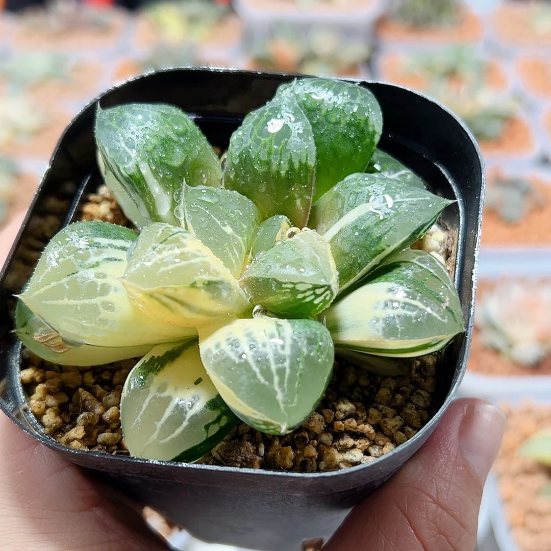 华*十二卷多肉实生寿锦