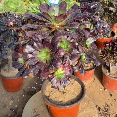 花蝴蝶捧花一物一拍