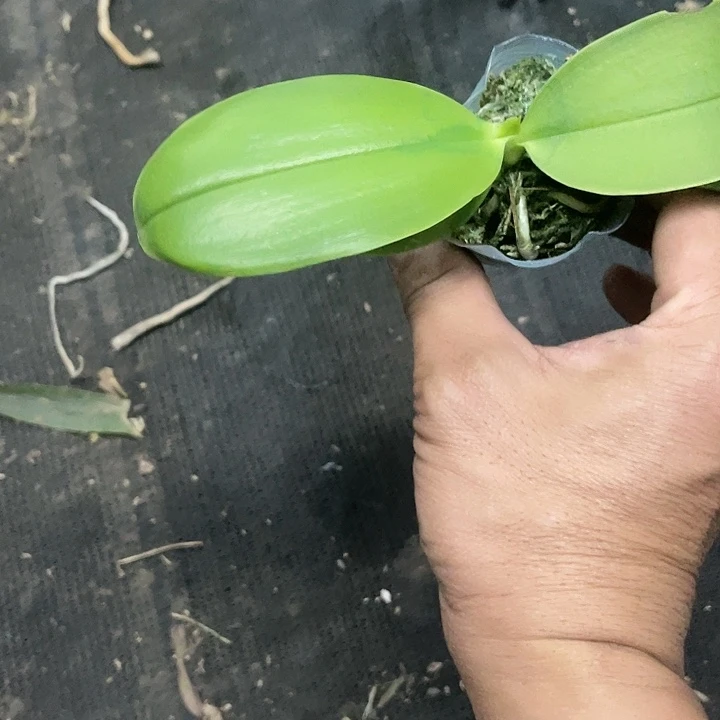 麦***浪当前无花栽培后可以开花蓝兔交蓝鸟