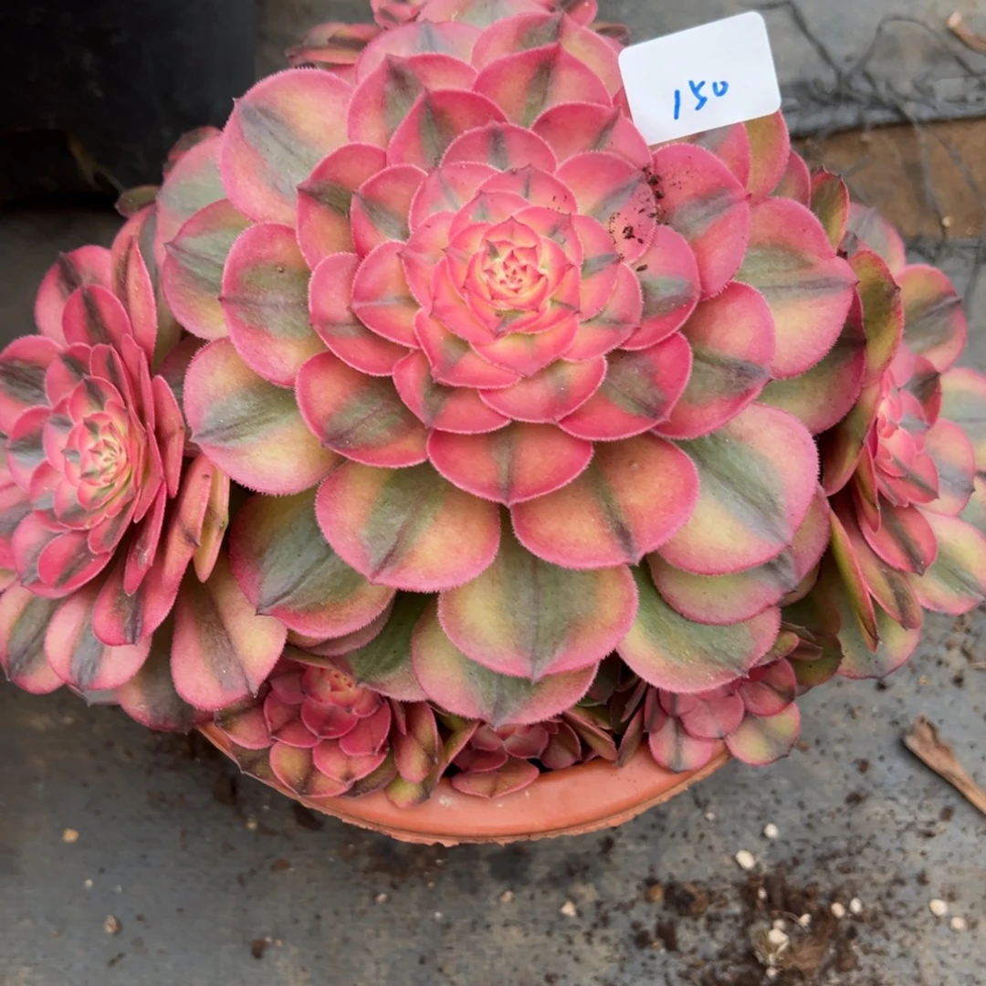 150荔枝多肉有瑕疵多肉