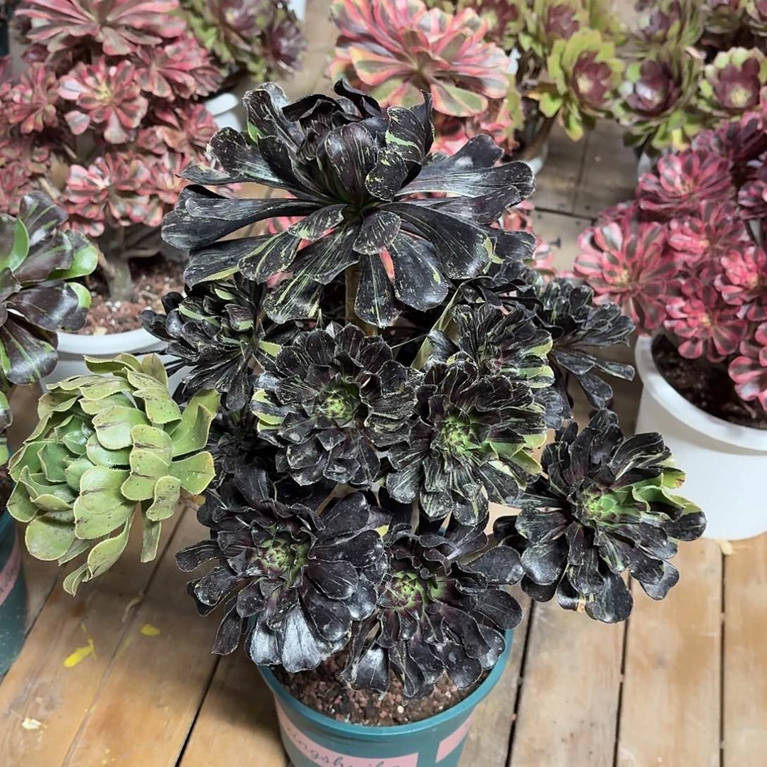 水墨丹青超大35-40㎝脱土发货