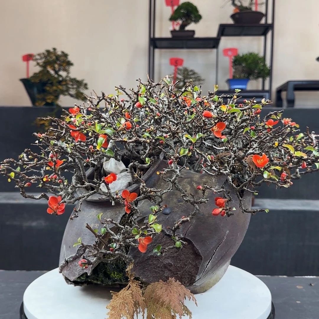 k***u无花朵日货，长寿红花一号