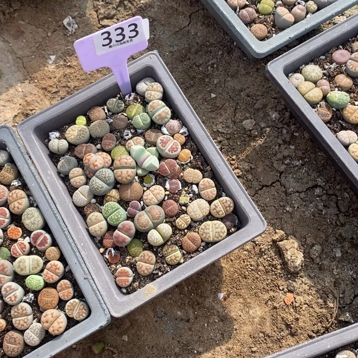 自***然生石花等植物的生长333