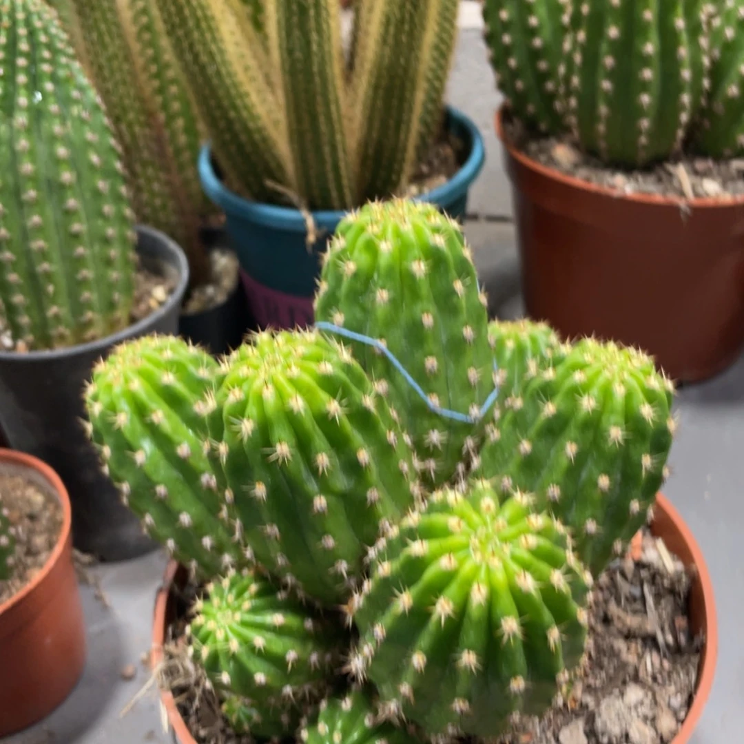 新品群生光阴一物一拍75