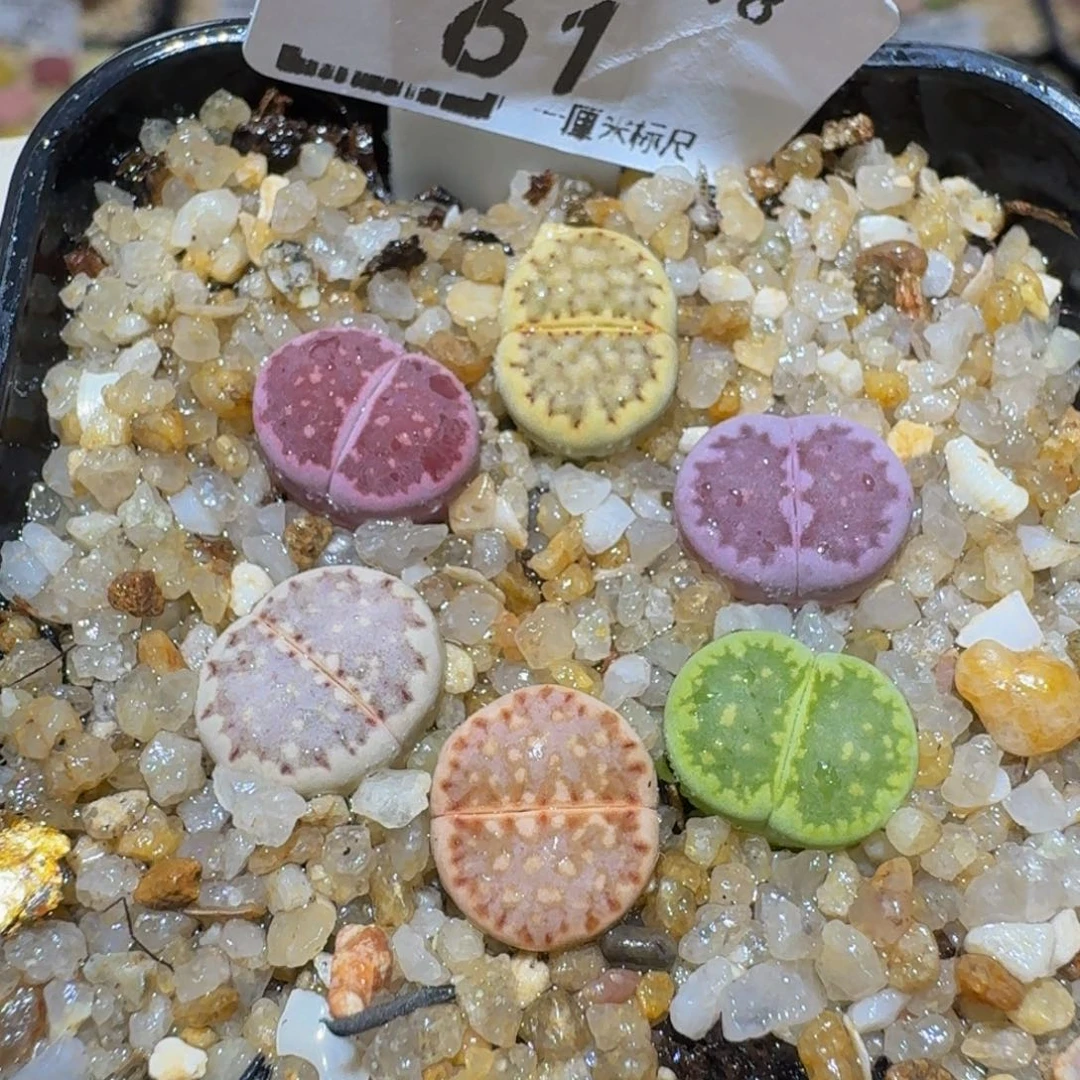 Ssss精品生石花61
