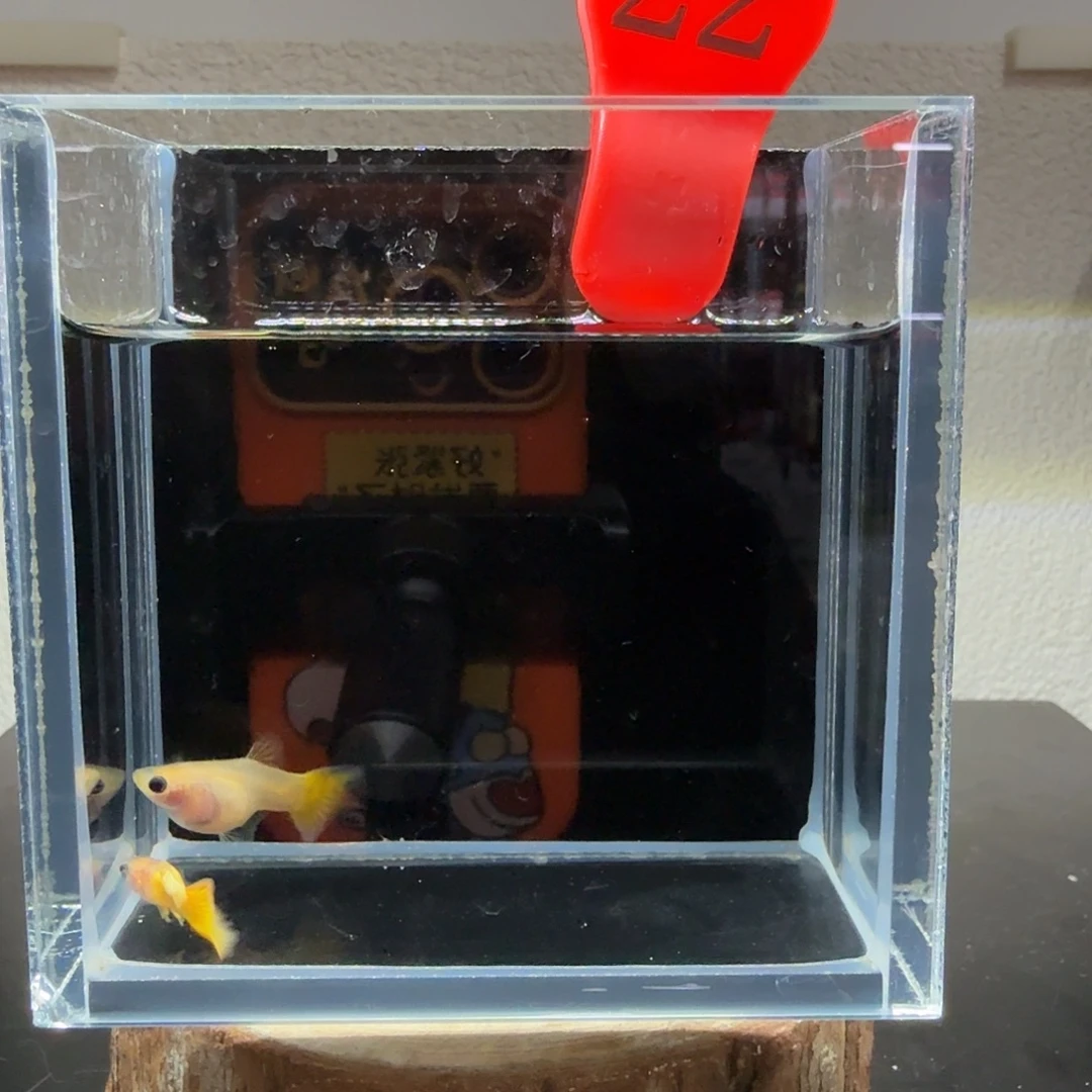 孔雀鱼玻璃猫孔雀22