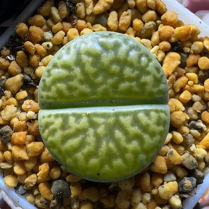 生石花11111222。  132