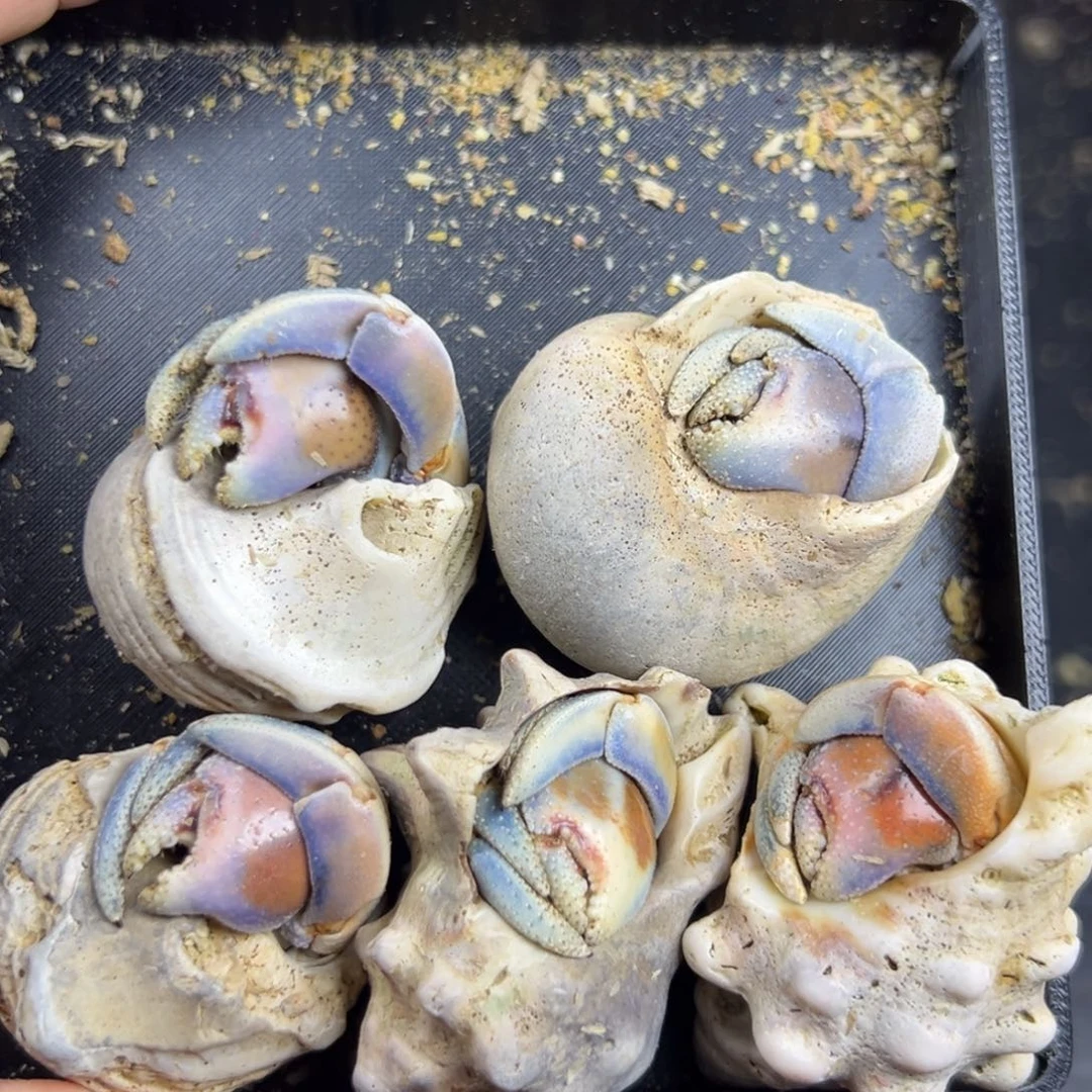 5个小可爱打包价格