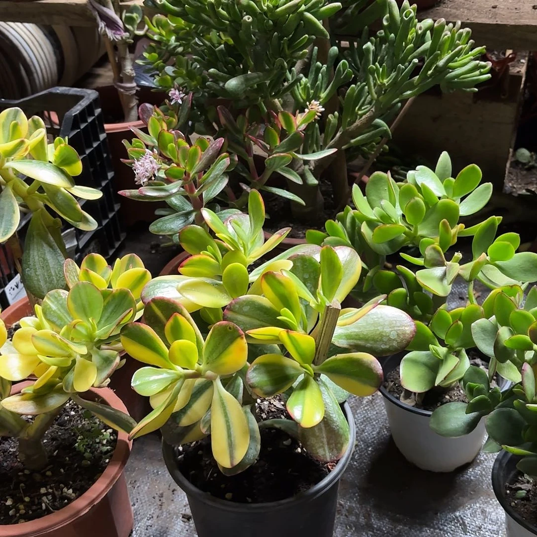 舞****7808老化月带盆发货