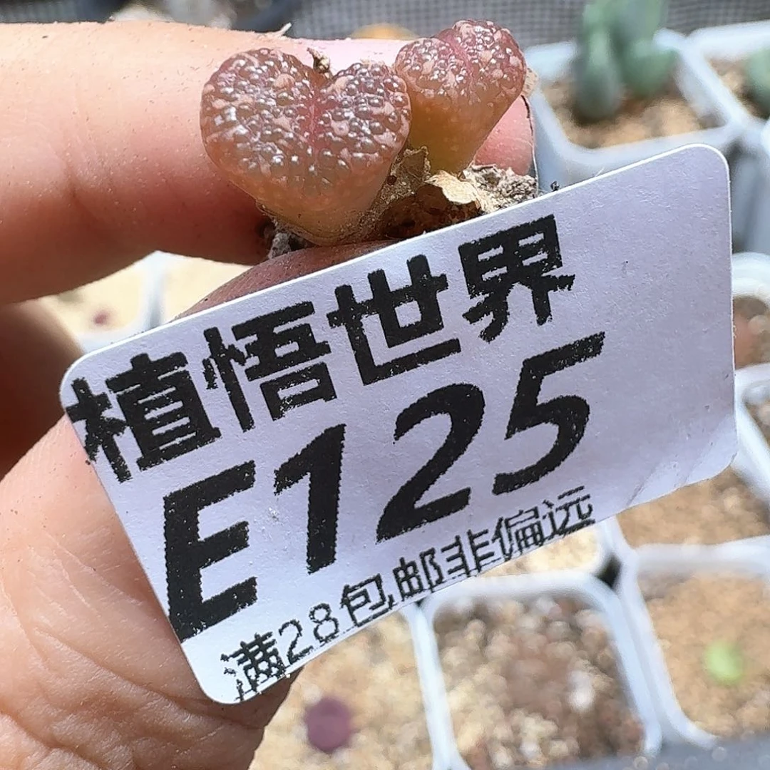 多肉植物的润泽额fg