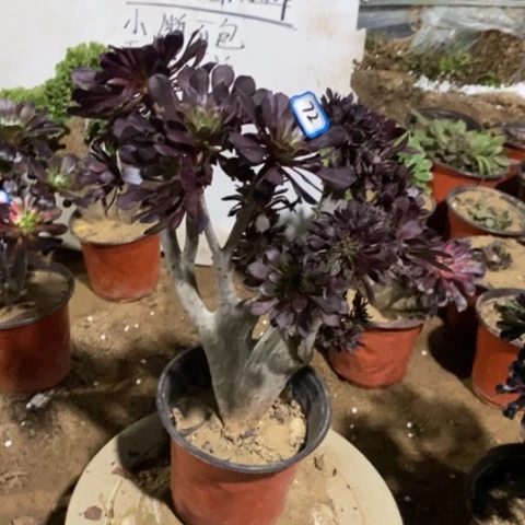 黑法师缀瑕疵一物一拍