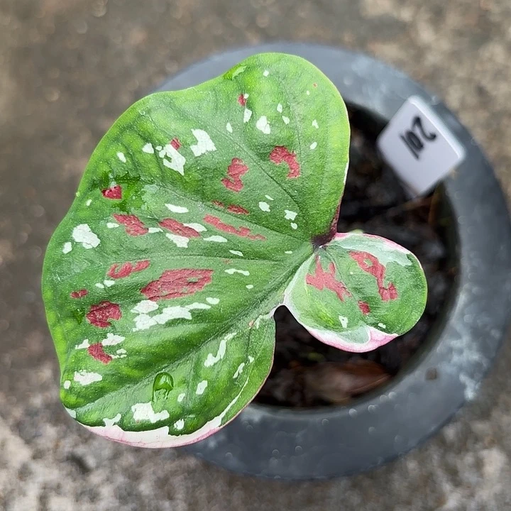 201-0606彩叶芋广东现货