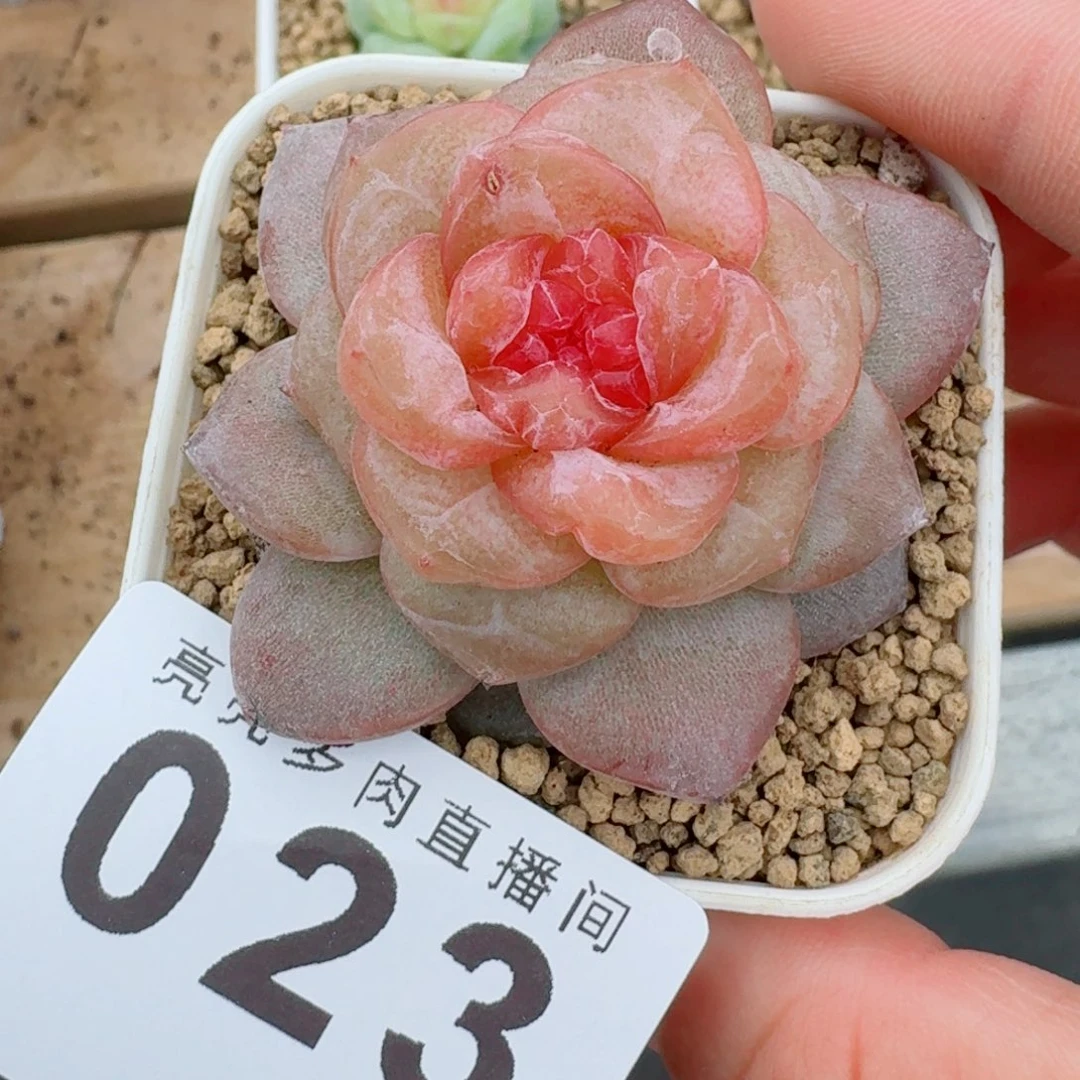 果糖            精美多肉植物
