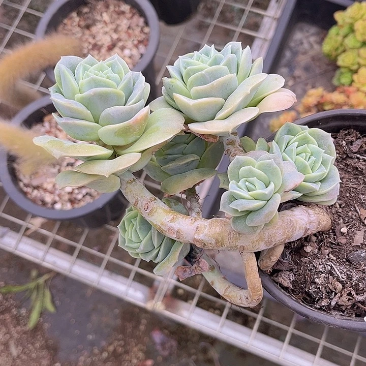 可爱玫瑰2593多肉植物