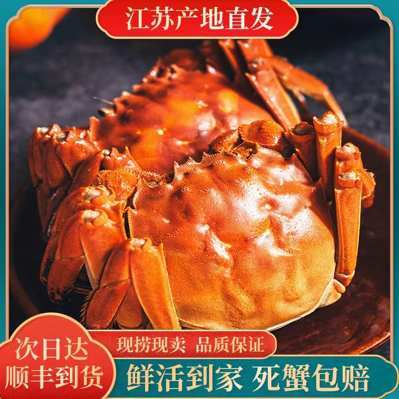 【活蟹现发】江苏鲜活大闸蟹 全母蟹2.5-2.8两/只 买8送2 到手10只 顺丰现货速发