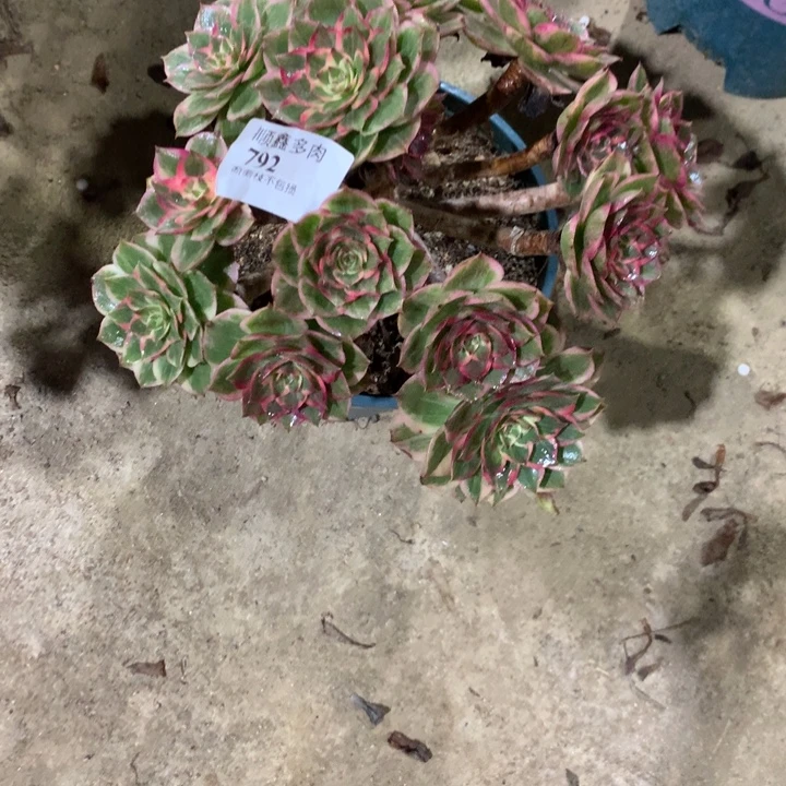 792莲花座多肉植物特价