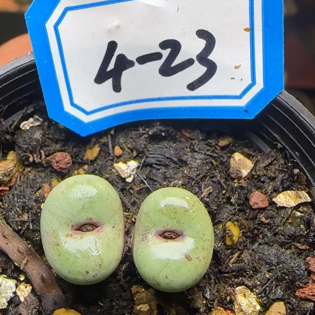 双头贝特芬带盆土发货。