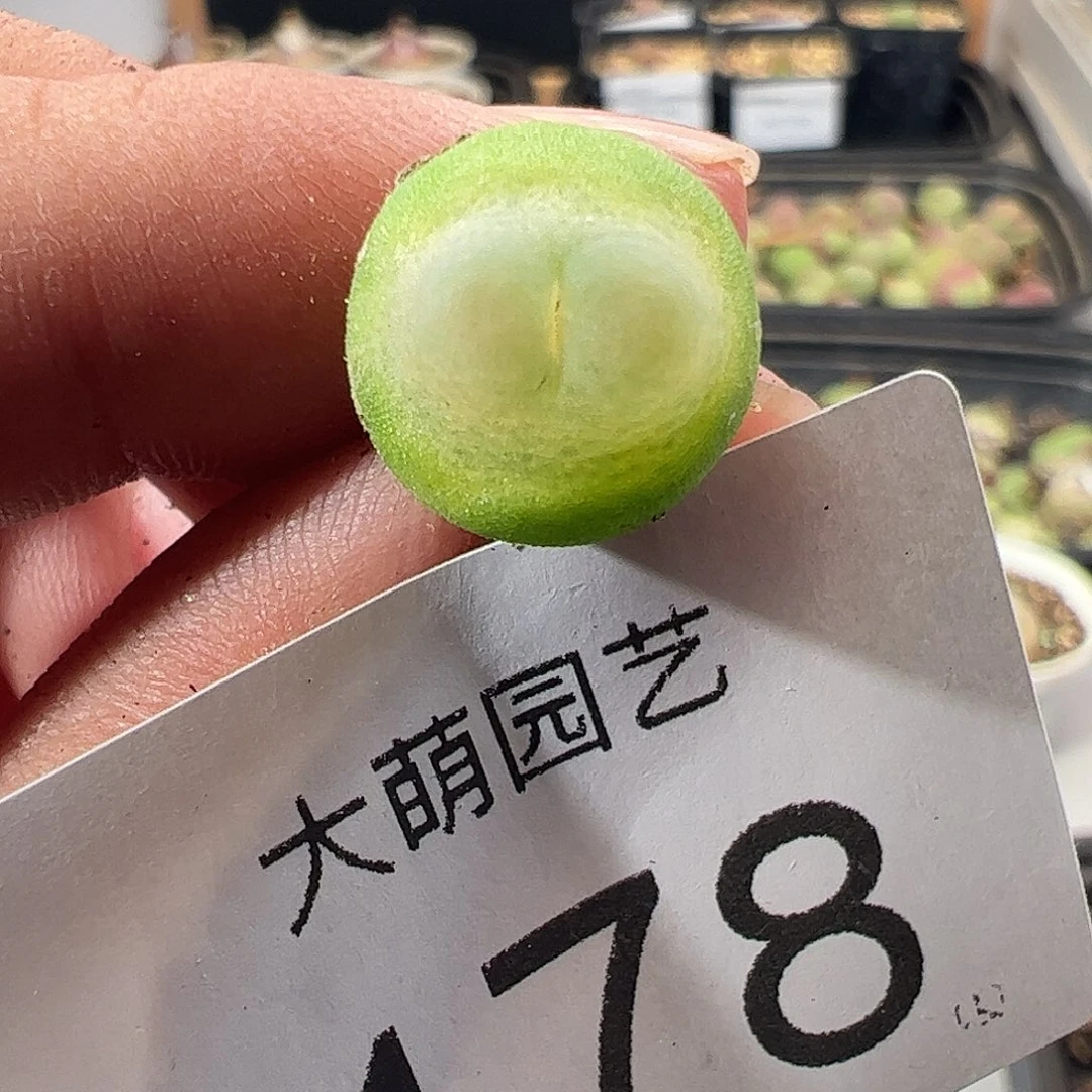 一物一拍。       178