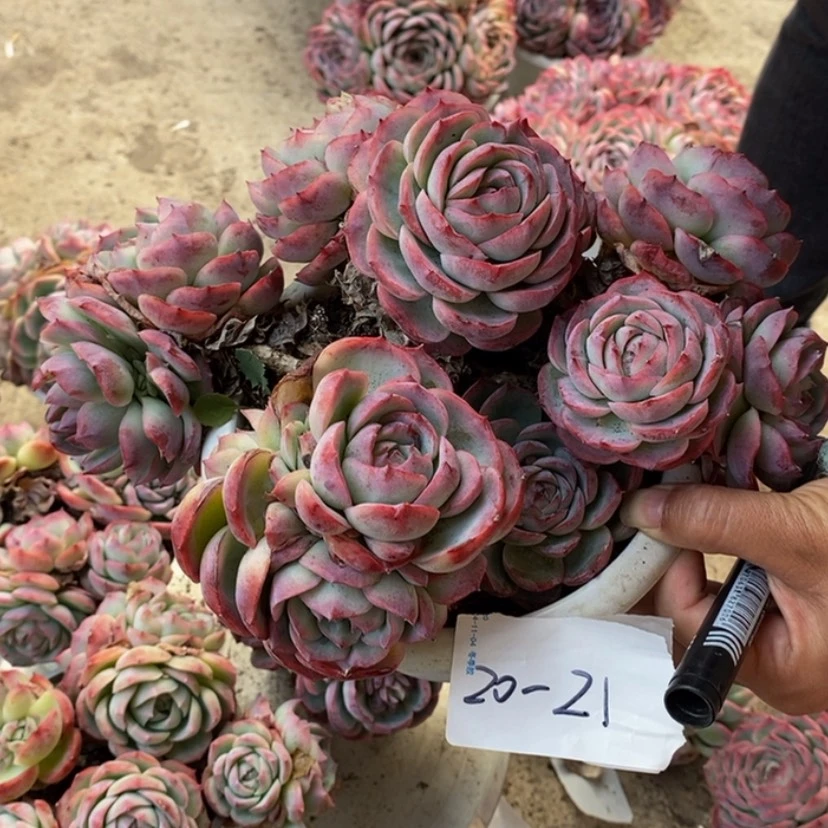 【闪购商品】?***葱多肉植物