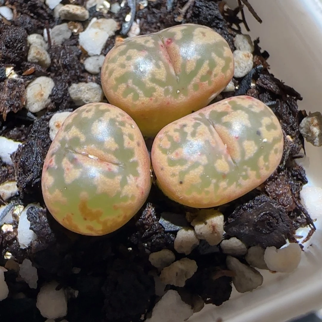 肉锥多肉植物百科-粉色勋章1163