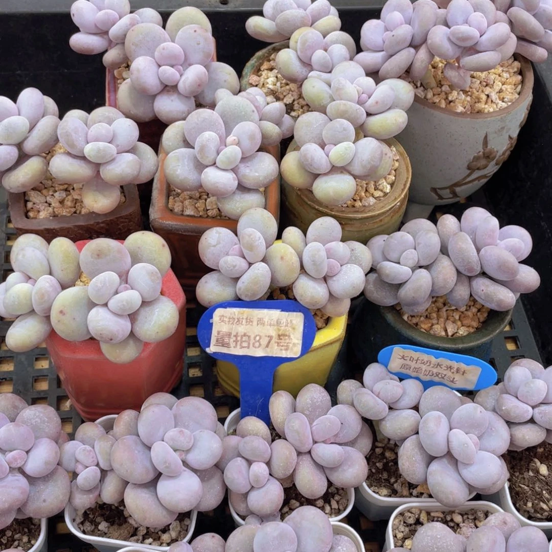 量拍87号 大叶奶水光针原始奶双头一个