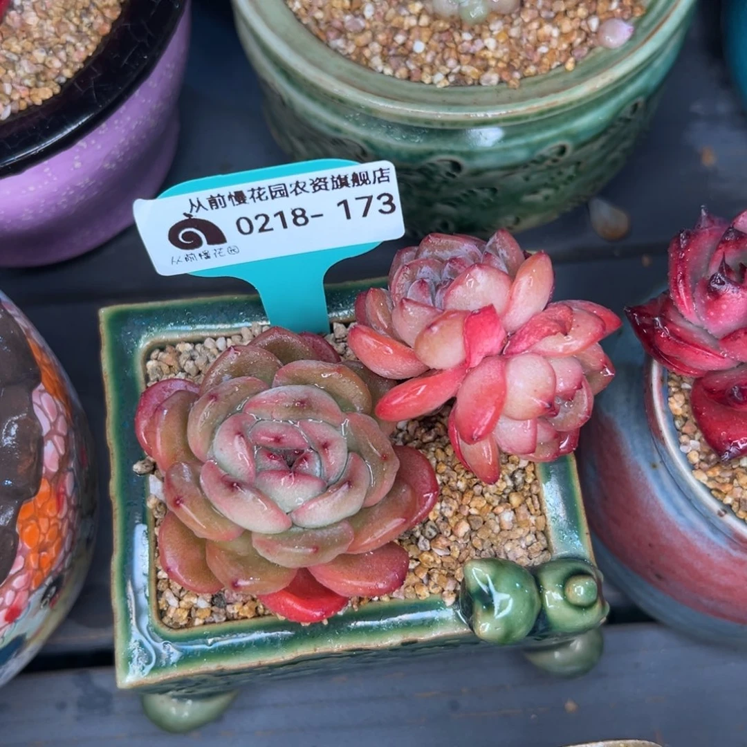 多肉一物一拍0218-173