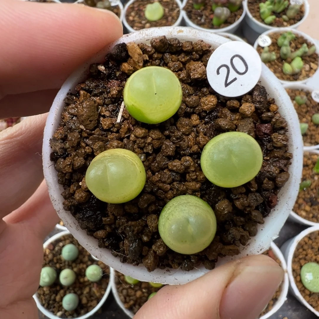 拉登一颗脱土200000