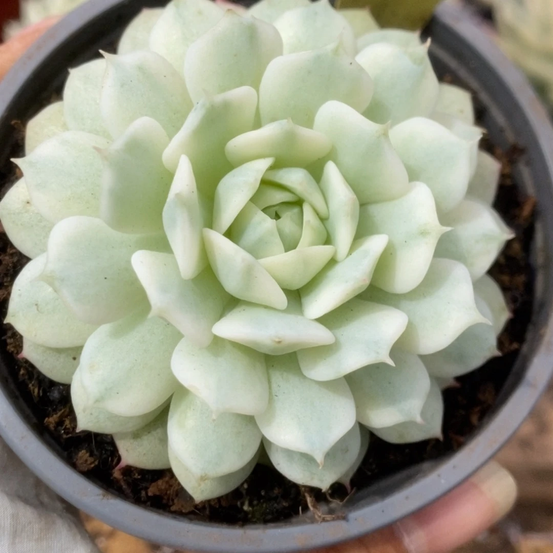 440静夜锦锦锦锦锦锦