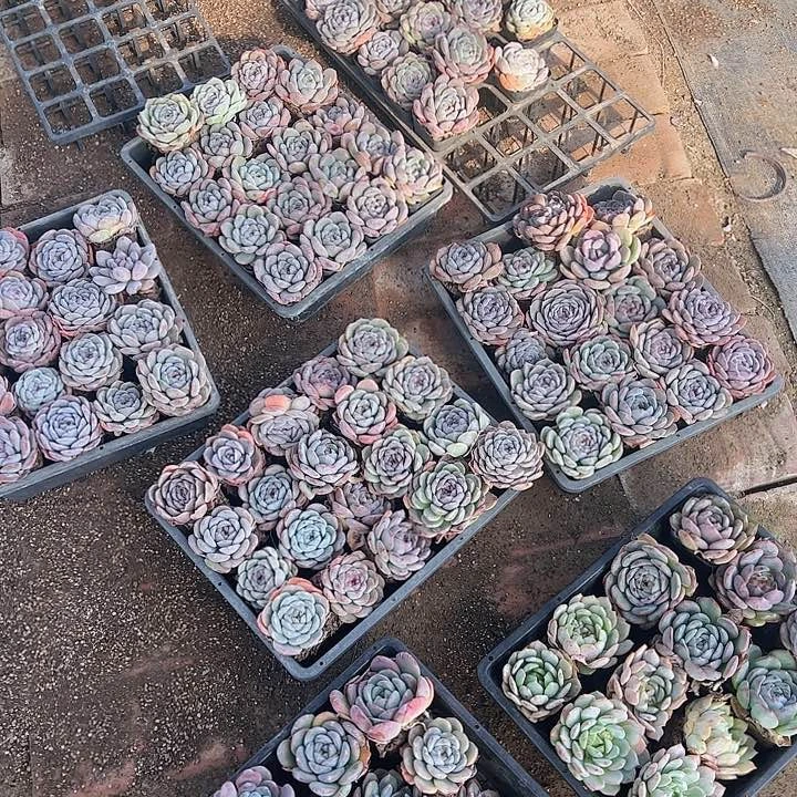 7方杯20颗随机脱土量拍