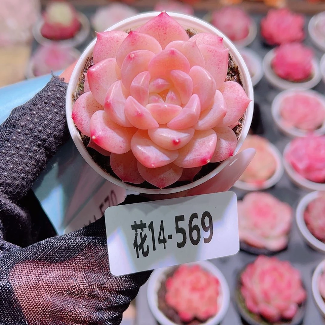 花利美14-569新品