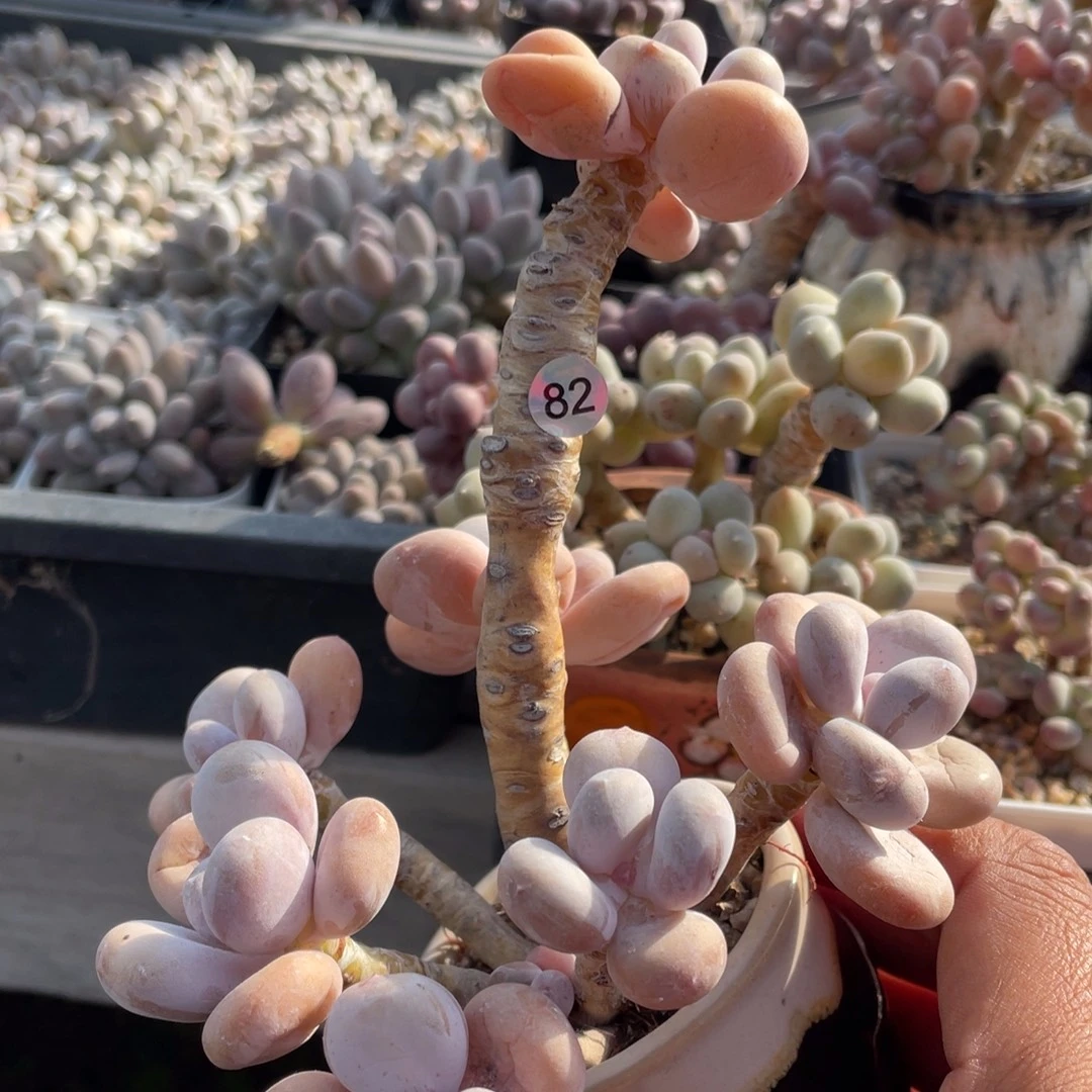 达摩奶酪多肉植物