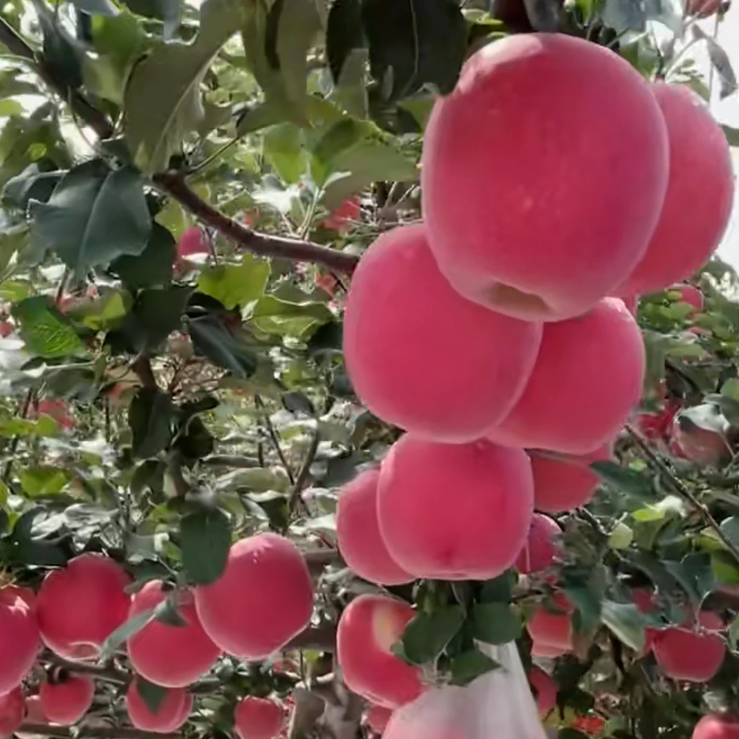 甘肃天水红富士苹果脆甜多汁产地直发现摘现发